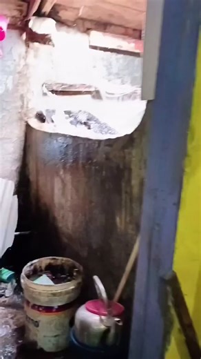 Kemunculan Babi Hutan di Kampung Cibarengkok