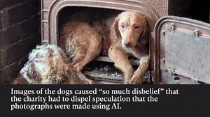 More than 250 neglected dogs found in dirty home now unrecognisable after rescue