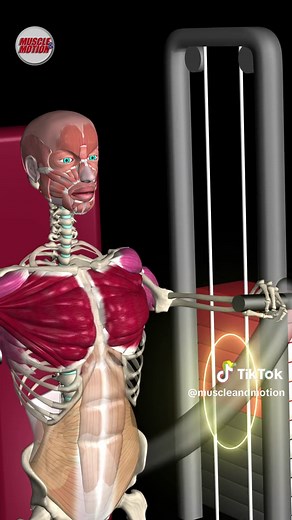 What is a Drop Set? 📢 Want to push your muscles to the limit and break through plateaus? Try the drop set! 💪 A drop set is an advanced training technique where you perform a set of an exercise until failure, then reduce the weight and continue for more reps, repeating this process multiple times. It's a great way to maximize muscle growth and increase workout intensity. 🎯 Benefits of drop sets: 💪 Maximized muscle growth 🔥 Increased workout intensity 🏋️‍♂️ Enhanced muscle endurance 📲 Like 