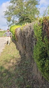 😭🌿 1️⃣ ️Hedera hibernica (Lierre d'Irlande) 2️⃣Pittosporum tobira 3️⃣Euonymus japonicus 4️⃣Elaeagnus x ebbingei #evergreen #hedge #fastgrowing #plants #future #tips #advice #home #garden #nature | Indiana José