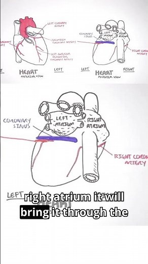 Every heartbeat depends on a hidden network working overtime #cardiology #heartanatomy #meded