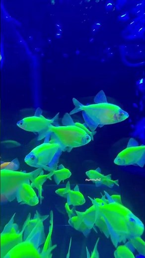 Glow in the Deep: Bioluminescent Illusions of the Tetra Swarm #aquriamfish #fish
