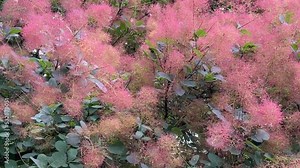 Smoke bush, Cotinus coggygria, is deciduous shrub that's also commonly known as royal purple smoke bush, smokebush, smoke tree and purple smoke tree. Stock Video