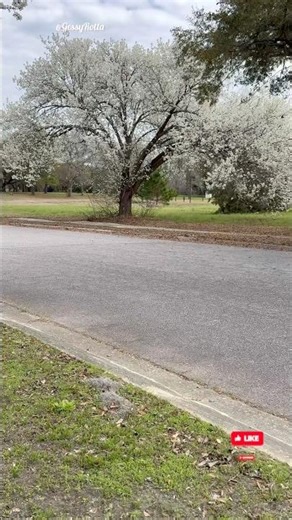 Spring is finally here🌼 #spring #springvibes #springtime #spring2026 #flowers #hellospring