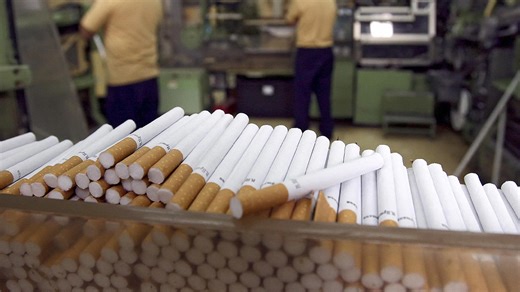 From Tobacco Collection to Final Packaging: The Cigar-Making Process