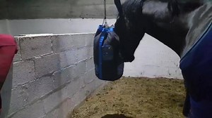 Use movement rather than small holes to slow your greedy eater down whilst doing stretches and exercise in the stable Www.haygrazer.co.uk use PREORDER to get 40% OFF limited stock arriving 5th Feb 19 6month material warrenty | HayGrazer