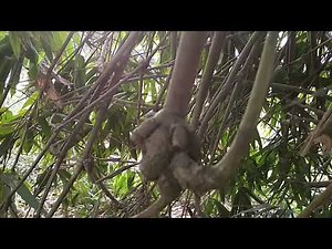 Ketemu bambu petuk asli berkhodam.