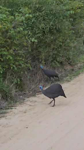 There are birds everywhere bit and small. #africa #birds | Natalie Weyers