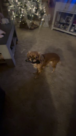 Sassy little girl! #cockalier #dogs #hattie | Stacy Tiedemann PinkMartini