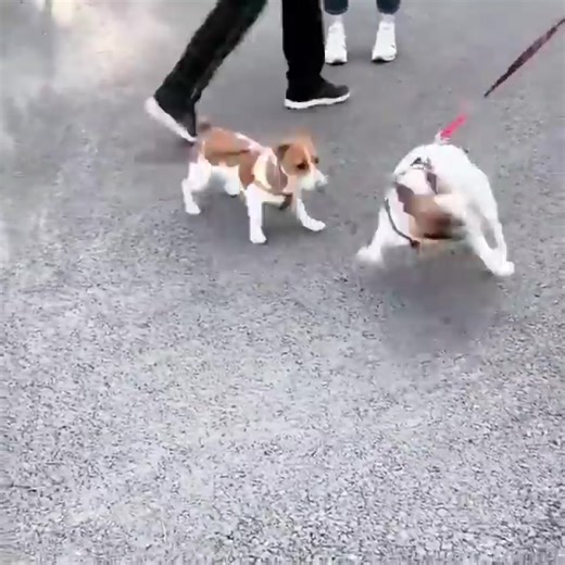 "Little legs, endless adventures" | Jack Russell Terriers