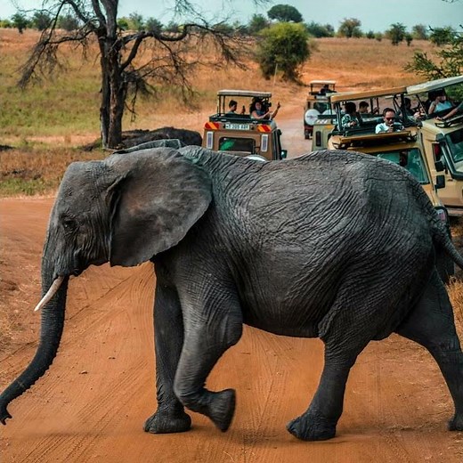 3 best safari booking websites for 2026 #travel #safari #luxurytravel