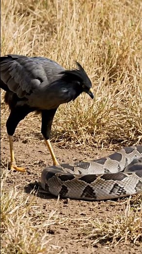Secretary Bird kicking the python with its legs with lightening speed | #birds #python #forest