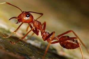 Houston : après les inondations, les fourmis rouges