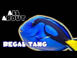 All About The Regal Blue Tang