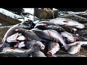 Managing a fish farm involves Fish Stocking#fish #fishcutting #farming