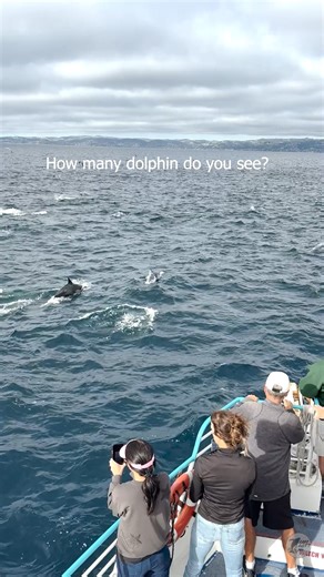 Did you know? For every dolphin on the surface, there are typically 5-7 below in the water. Feeding on a bait ball like this has a lot more action going on beneath the surface, and since they don’t need to breathe to eat, it’s way easier for them to gobble up delicious fish underwater. Have you seen dolphin pods feeding? -JO Join us for an adventure on the open ocean at dolphinsafari.com! (📸 Andy Sanchez Alcaraz 11.6.25) • • • • #commondolphin #dolphins #dolphin #dolphinwatching #dolphinswimmin