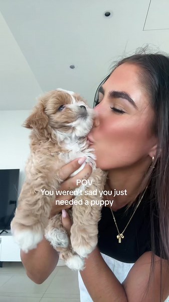 POV: The Joy of Having a Toy Cavoodle Cavapoo Puppy