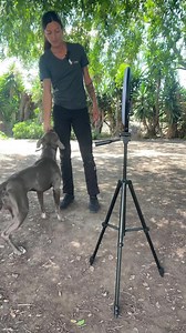 Free-shaping going around an object! This is a bit expedited as this dog is super smart and we did this ONE time almost a year ago around a totally different object. Free shaping is an excellent way to mentally stimulate your dogs mind, fire them out and teach solid behaviors. More like this to come! . . . . #dogtraining #dogsofinstagram #dog #pitbull #americanbully #thinking #dogtrainingadvice #dogtrainer #alignedk9 | Aligned K9