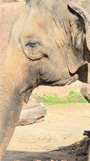 Dancing Elephant!!! Having Fun at Busch Gardens | 2025 #buschgardens #elephant #elephants