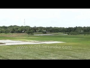 Farmers walk through their paddy fields - Tamil Nadu, India