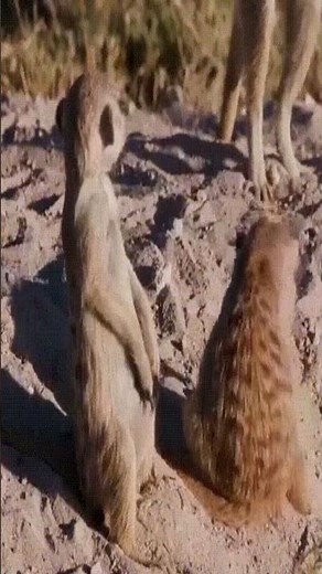 Surikat fell asleep during the guard.