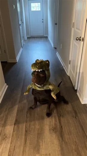 don’t be suspicious…he definitely a dinosaur and not a dog | Abby Gregory