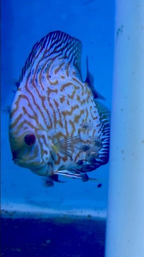 Baby Discus Update #paulstingray #exoticaquariumfish
