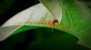 How Leaf Cutter Ants Feed a Killer Fungus | The Green Planet