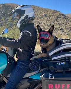 Meet Moxie, the German Shepherd that loves to go on motorcycle adventures with her human | Supercar Blondie
