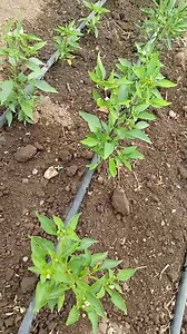 Drip irrigation is a watering system that delivers water directly to the roots of pepper plants. It's considered the most efficient way to water peppers because it helps avoid overwatering and underwatering. Benefits of drip irrigation Water efficiency: Drip irrigation can save water and energy Yield: Drip irrigation can increase pepper yields by more than 50% Quality: Drip irrigation can improve the quality of peppers Uniform distribution: Drip irrigation can distribute water evenly Controlled 