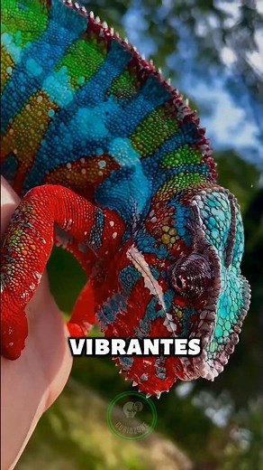 Three ANIMALS WITH INCREDIBLE COLORS THAT YOU DIDN'T KNOW