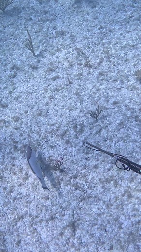 50K views · 568 reactions | Spearfishing hogfish! #fishing #spearfishing | Nick Bailey Spearfishing | Facebook