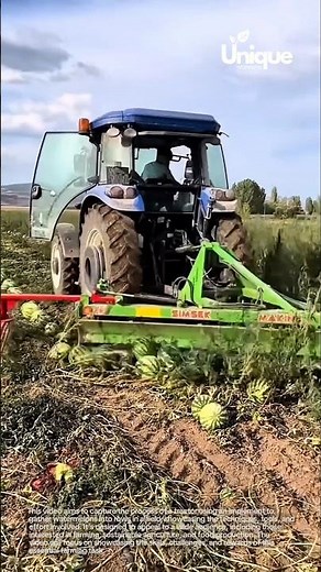 Gathering watermelons with a tractor: a day in the life of a watermelon farmer
