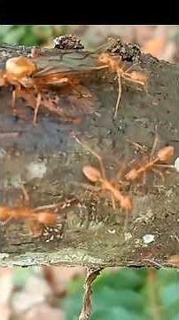 “This Is How a Weaver Ant Queen Looks!”