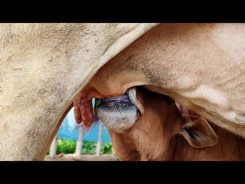 Sweetest Moments: Newborn Calf Feeding with Mom.
