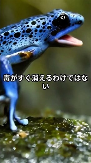 ヤドクガエルの猛毒はどこから？意外すぎる入手方法