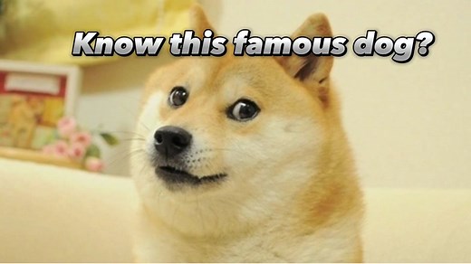 Remembering Doge: A Heartfelt Tribute