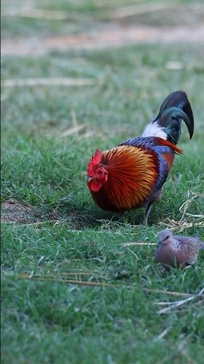 Red Junglefowl in the Wild | Ancestral Chicken of the Forest