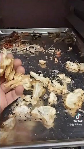 🍄 SAVE $4000! Build Your Own Commercial Food Dehydrator for Under $200