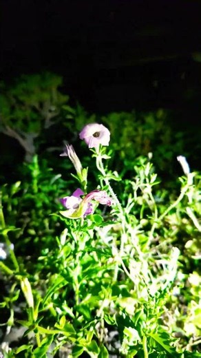 ツキミソウ Evening Primrose 5