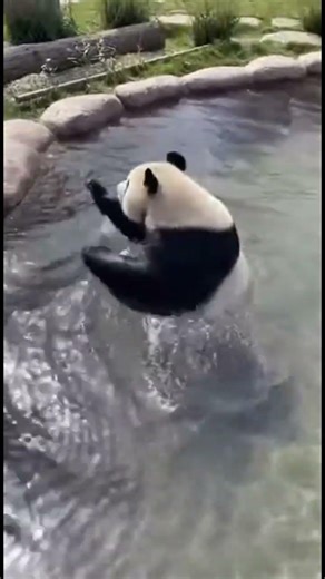 Panda Takes an Unexpected Swim! 🐼💦