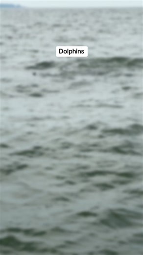 #marylandcrabs #youaintnocrabber #marylandbluecrab #crabbing #bluecrab #crabbingseason #bluecrabs #brackish #brackishlife #brackishwater #virginia #maryland #viral #viralvideo #viraltiktok #virall #fyp #foryoupage #commercialfishing #foryou #fypシ #fypage