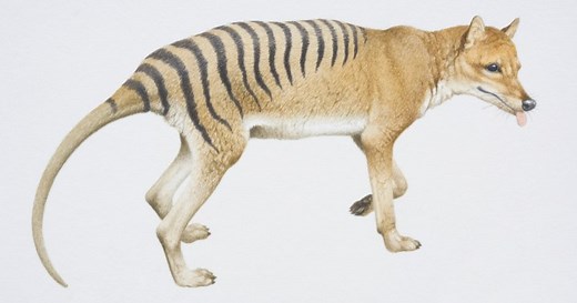 Australia’s national archives release last known video of extinct Tasmanian tiger