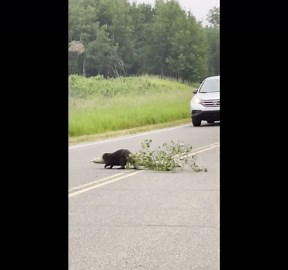 Beaver Moving Tree Across Road in Elk Island