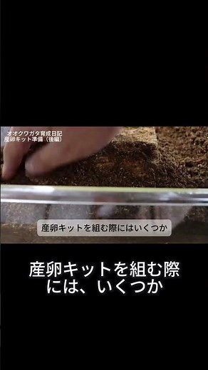 【オオクワガタ育成】：要注意！産卵キットの失敗しない作り方