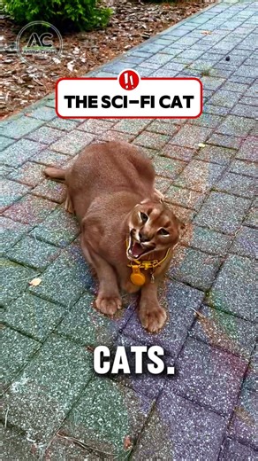 The Cat That Sounds Like a Laser Gun!