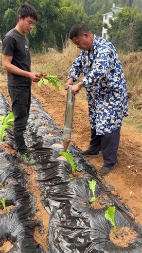 BIOLOGICAL INSERTION: The Precision Seeding Asset & Soil Penetration Protocol 🌑🌱⚙️