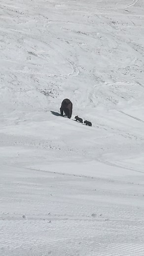 Mother bear and cubs spotted on Crag's Run at Jackson Hole Mountain Resort. 🎥: @peyton.rohr on TikTok #snowboarding #bear #jacksonhole #wildlife #skinews #skiing | Unofficial Networks