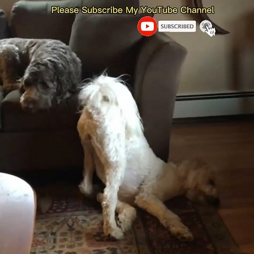 Gf Bf Dog | Doggy Romance With Dog