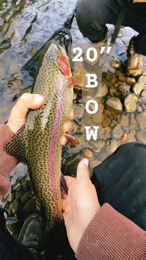 Fish Brain Mentality 🧠 #fishing #troutfishing #shorts #adventure